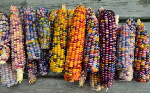 彩色玉米是转基因还是杂交