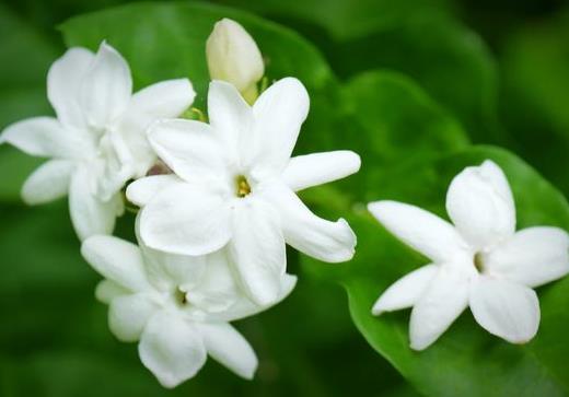 冬天茉莉花怎么管理才能开花?刚买的茉莉花要不要换盆? 冬天茉莉花怎么管理才能开花?刚买的茉莉花如何种植