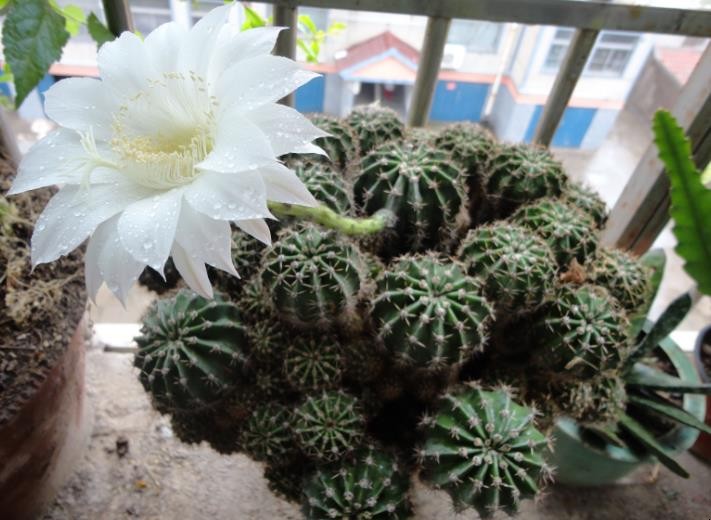 仙人球的花语是什么