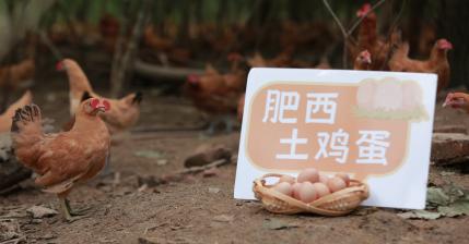 助农马不停蹄 乡村好物搭上苏宁易购顺风车