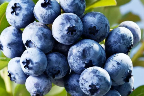 23454390.jpg c6bd674ad7f36ebae66987d9f378435b_5-210H21F23EL.jpg