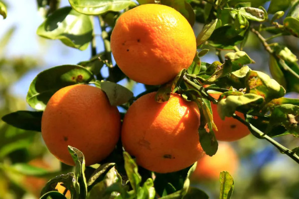 23547080.jpg eb90ec9d704d054336c954c0f20c42f4_8-2204191R430931.jpg