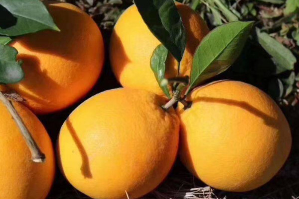 23821774.jpg 43a7b914af0643f557af92b9aba678c3_5-210H911455M45.jpg