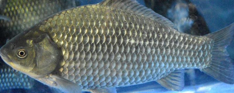 银鲫苗吃什么?怎样繁育