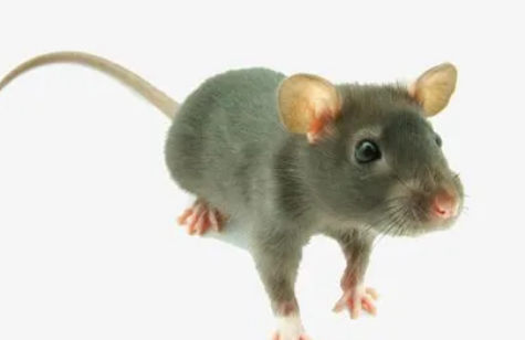 桌子上有老鼠屎是不是有老鼠