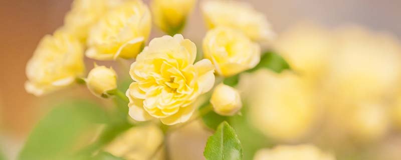 朋友圈晒花的心情短语有哪些 朋友圈晒花的心情短语