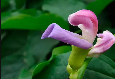 刀豆脱荚的原因是什么