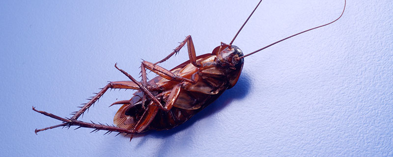 蟑螂会飞吗 蟑螂会不会飞