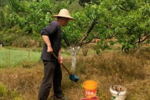 果树春季施肥最佳时间