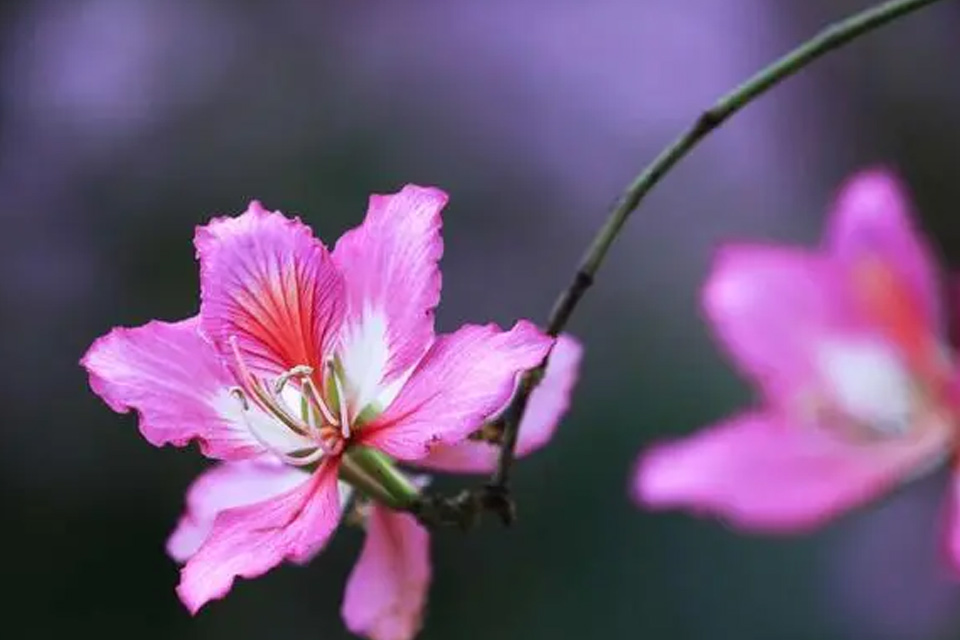 紫荆花泡茶需要晒干吗