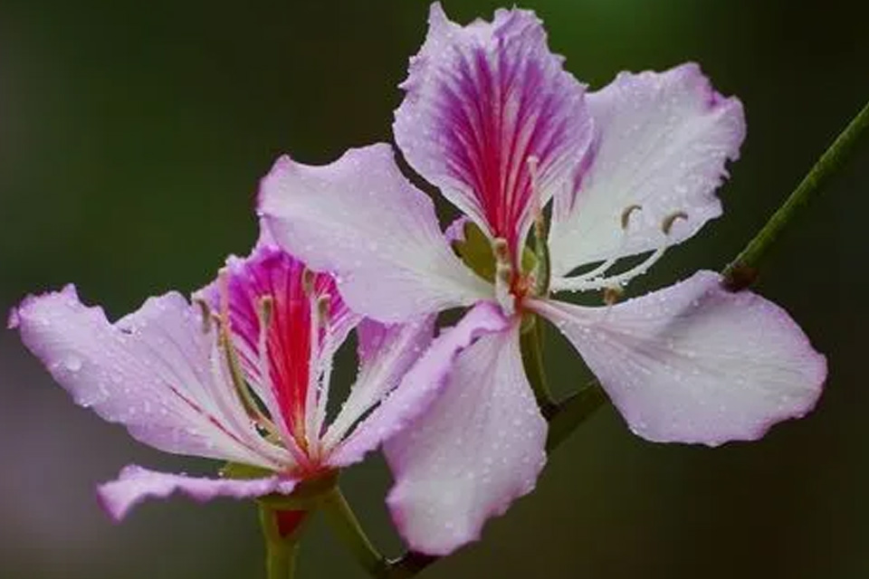 紫荆花泡茶需要晒干吗