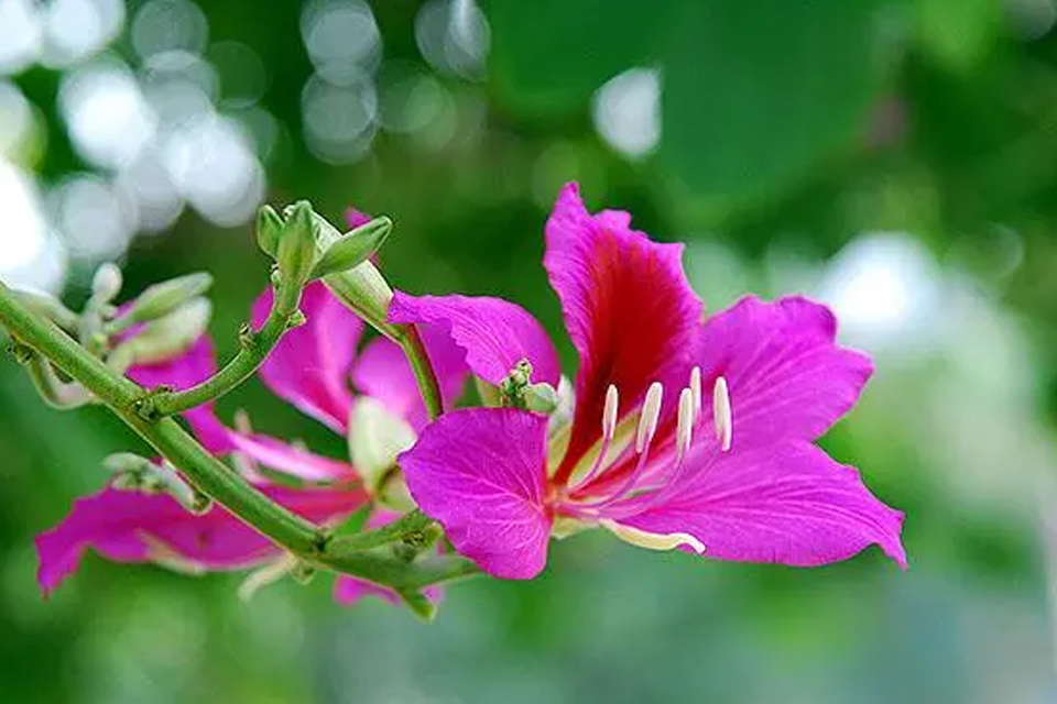 紫荆花泡茶需要晒干吗