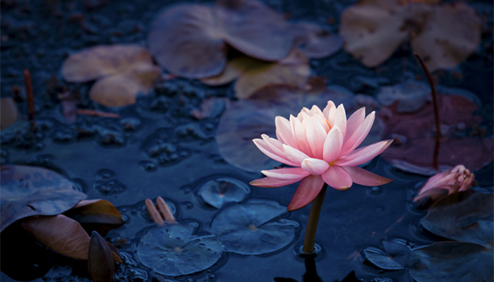 描写夏天优美的句子有哪些 关于夏天的优美句子