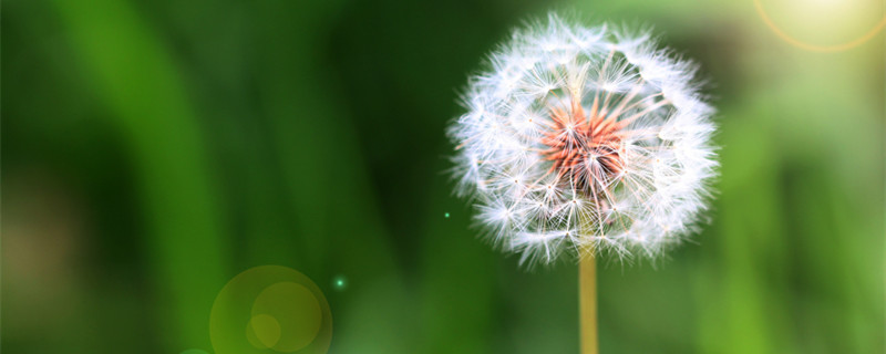 蒲公英.jpg 蒲公英.jpg