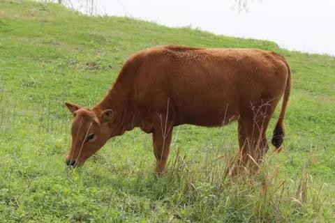 牛一般有四个胃,其中什么才是真正的胃