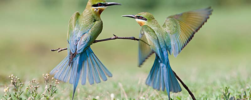 中国常见鸟类 中国常见鸟类有哪些