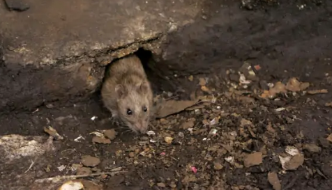 天天闻死老鼠臭味会得病吗
