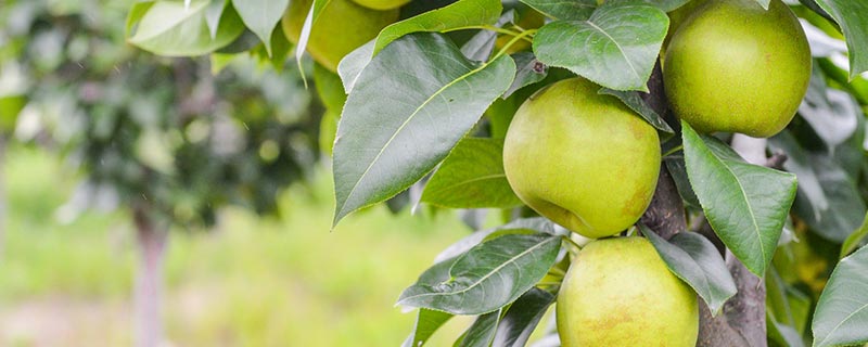 梨的由来 梨名字的由来