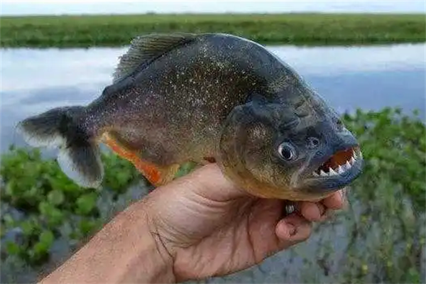 世界上最凶猛的食人鱼十大世界上最恐怖的食人鱼