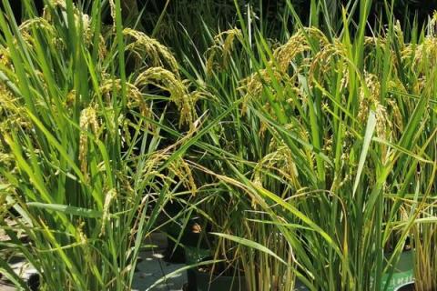 家庭吃什么油最好