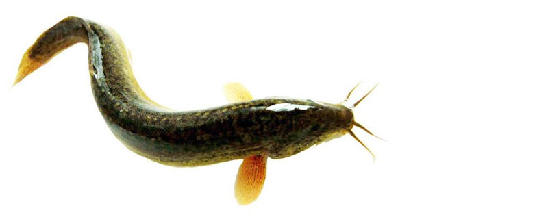 二色泥鳅一斤多少钱?生活习惯是什么