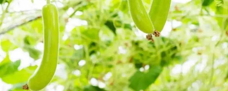 瓠子和西葫芦是一个东西吗