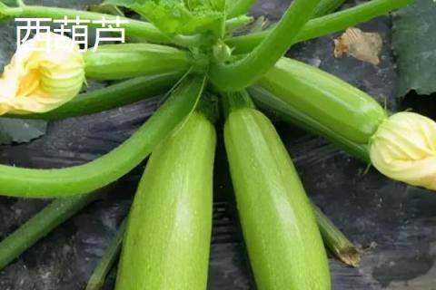 瓠子和西葫芦是一个东西吗