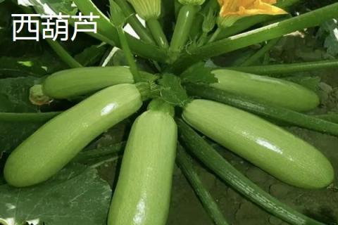 瓠子和西葫芦是一个东西吗