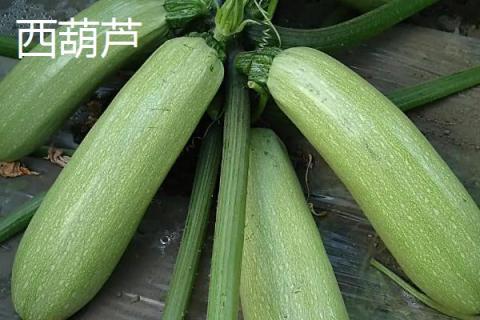 瓠子和西葫芦的区别