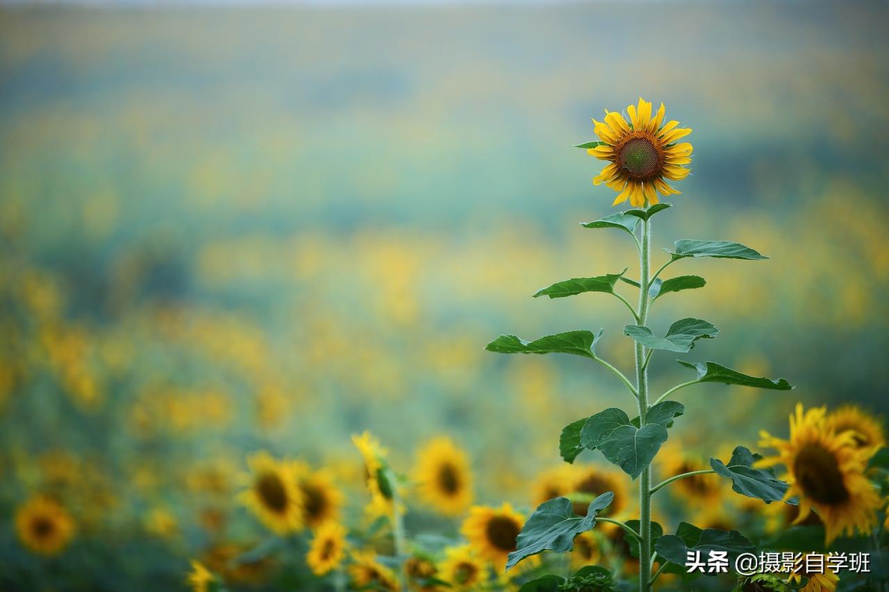 专业摄影师拍秋景的8个技巧,自学班用大白话讲解,新手也能学会