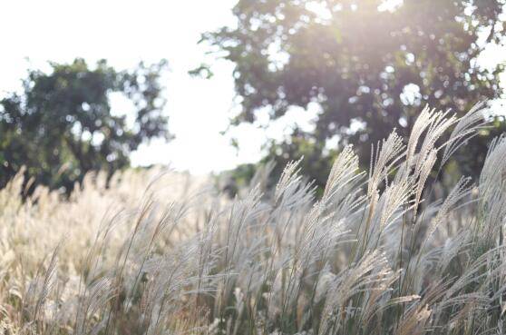 11月你好朋友圈说说(十一月你好发朋友圈唯美说说句子大全 )
