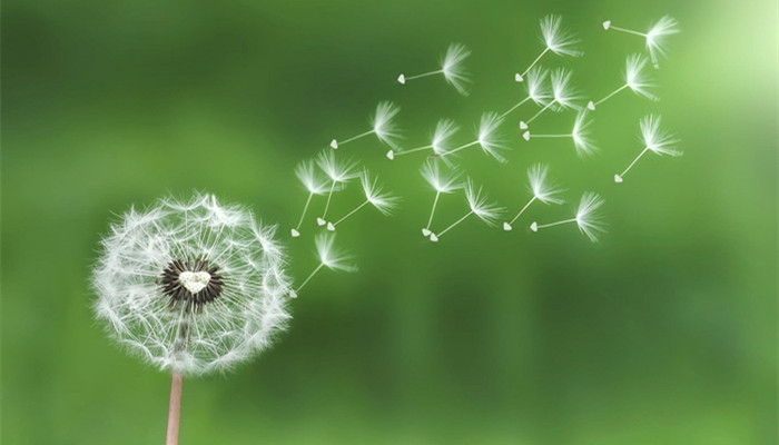 蒲公英2.jpg 蒲公英2.jpg