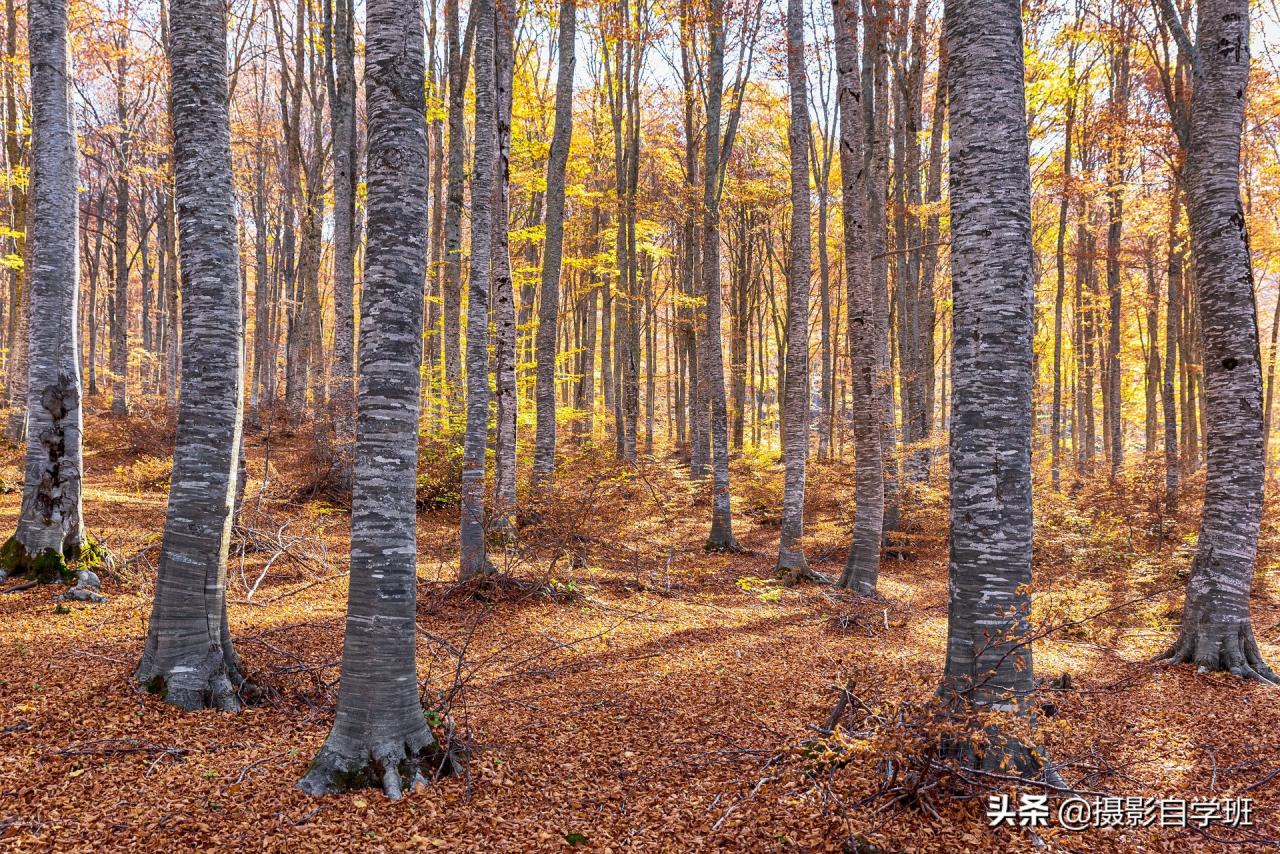 专业摄影师拍秋景的8个技巧,自学班用大白话讲解,新手也能学会