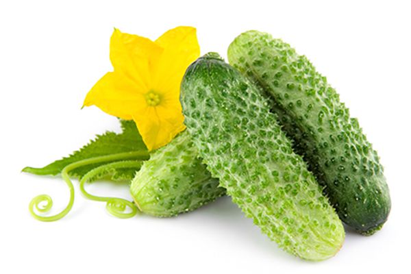 黄瓜1.jpg