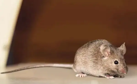 用什么方法可以让老鼠从此不来