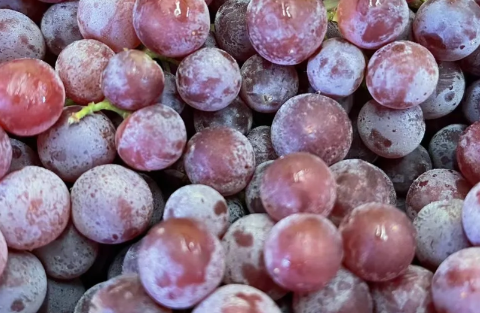 新疆玻璃脆葡萄好不好吃