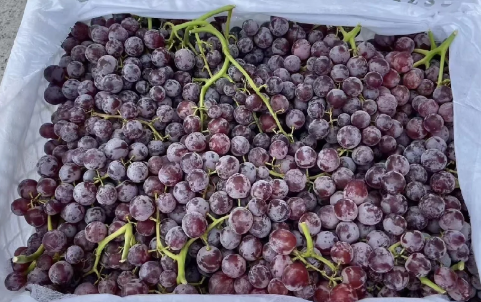 新疆玻璃脆葡萄好不好吃