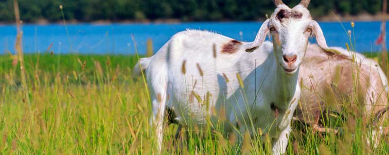 羊蝎子是什么 羊蝎子是什么地方的肉