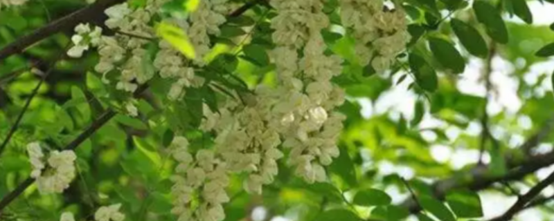 种植地黄的前景