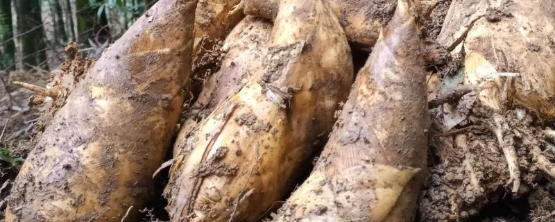 冬笋什么时候开始采挖