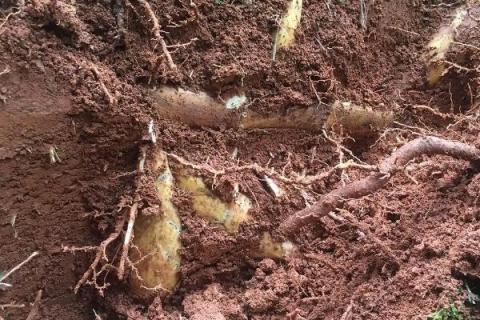 冬笋什么时候开始采挖