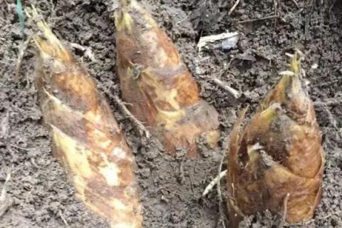 冬笋什么时候开始采挖