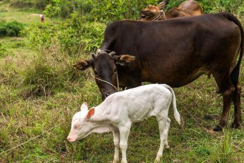 牛一般有四个胃,其中什么才是真正的胃