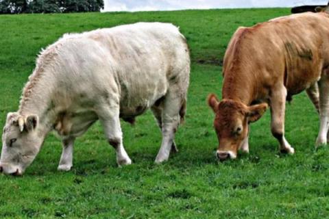 牛一般有四个胃,其中什么才是真正的胃