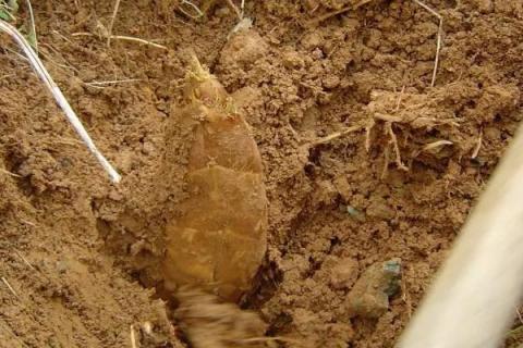 冬笋什么时候开始采挖