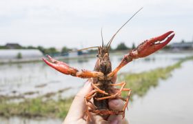 中国小龙虾的由来 中国小龙虾的来历起源