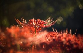 彼岸花花语有什么寓意 彼岸花花语寓意是什么