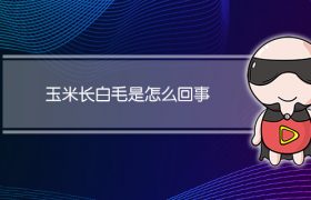 玉米长白毛是怎么回事