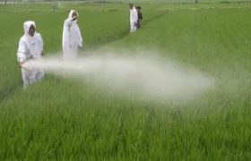 噻苯隆的作用和副作用