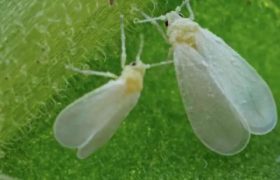 吡虫啉治白粉虱吗